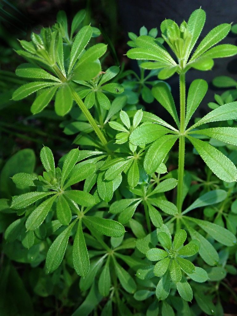weed, sticky weed, garden, pest, nature, sticky weed, sticky weed, sticky weed, sticky weed, sticky weed