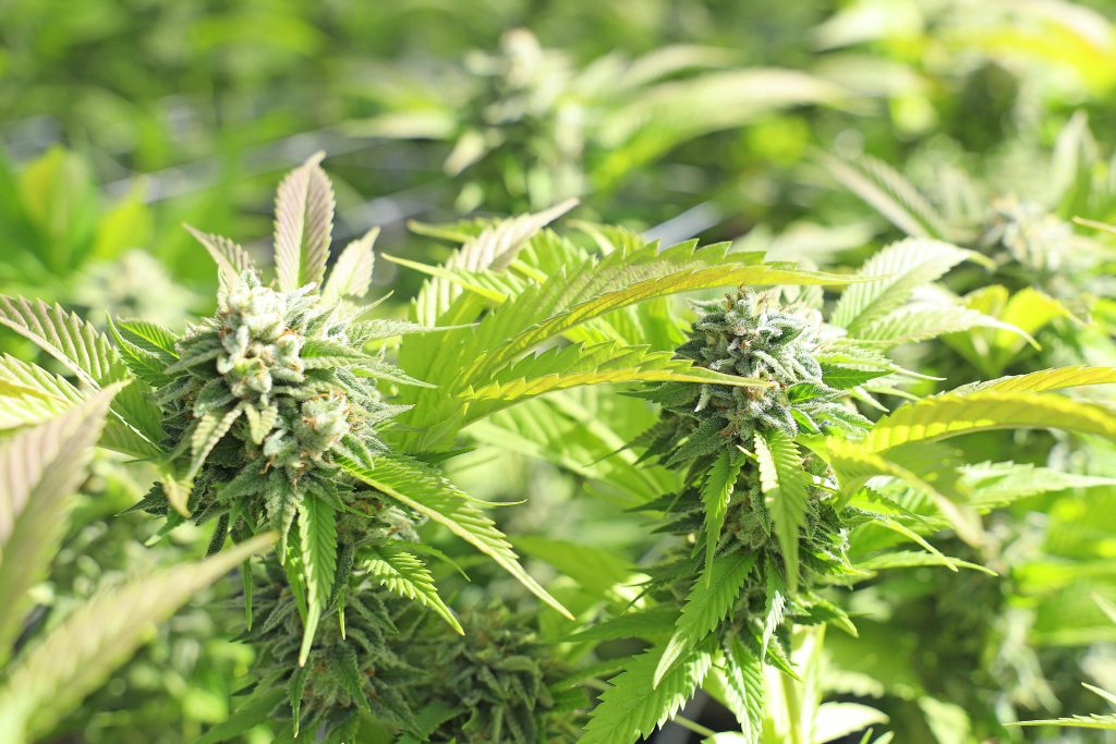 Vibrant close-up of cannabis plants in a sunny California field, showcasing lush leaves and buds.
